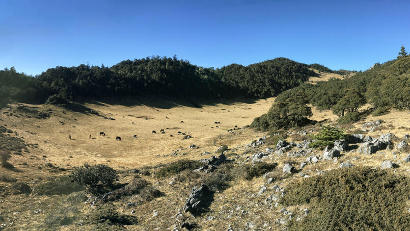 Horses and yaks grazing in West Meadow