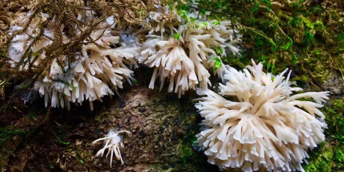 Hunting for new species of mushrooms in Yunnan's Ailao Mountains