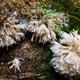 Hunting for new species of mushrooms in Yunnan's Ailao Mountains