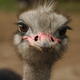 Ostrich does a runner on Kunming highway