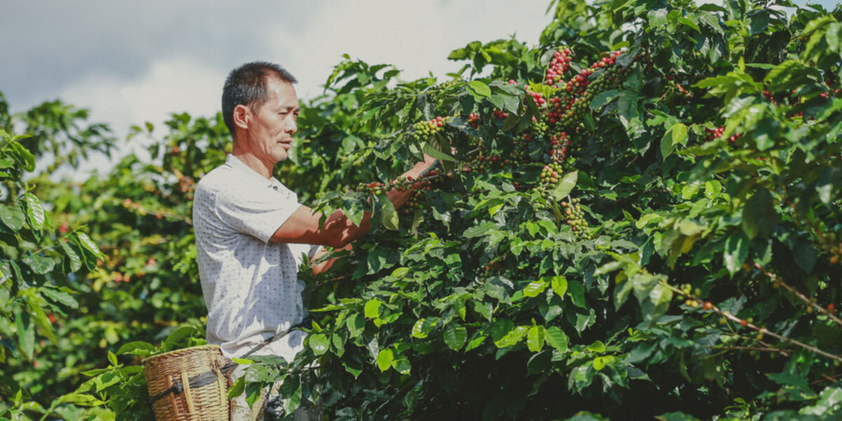 The Longread: Coffee trade in Yunnan - what's brewing South of the Clouds?