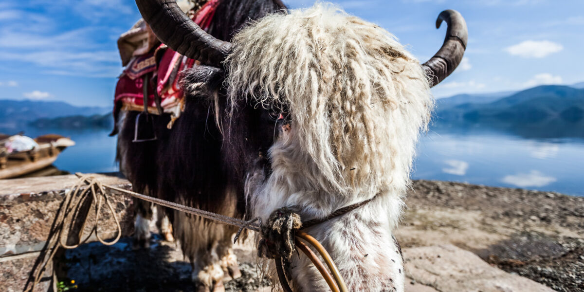 Chinese New Year – What to expect in the Year of the Metal Ox?