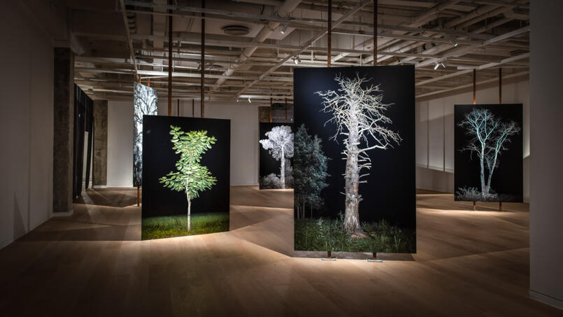 The Trees exhibition view