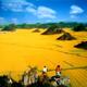 The golden fields of Luoping