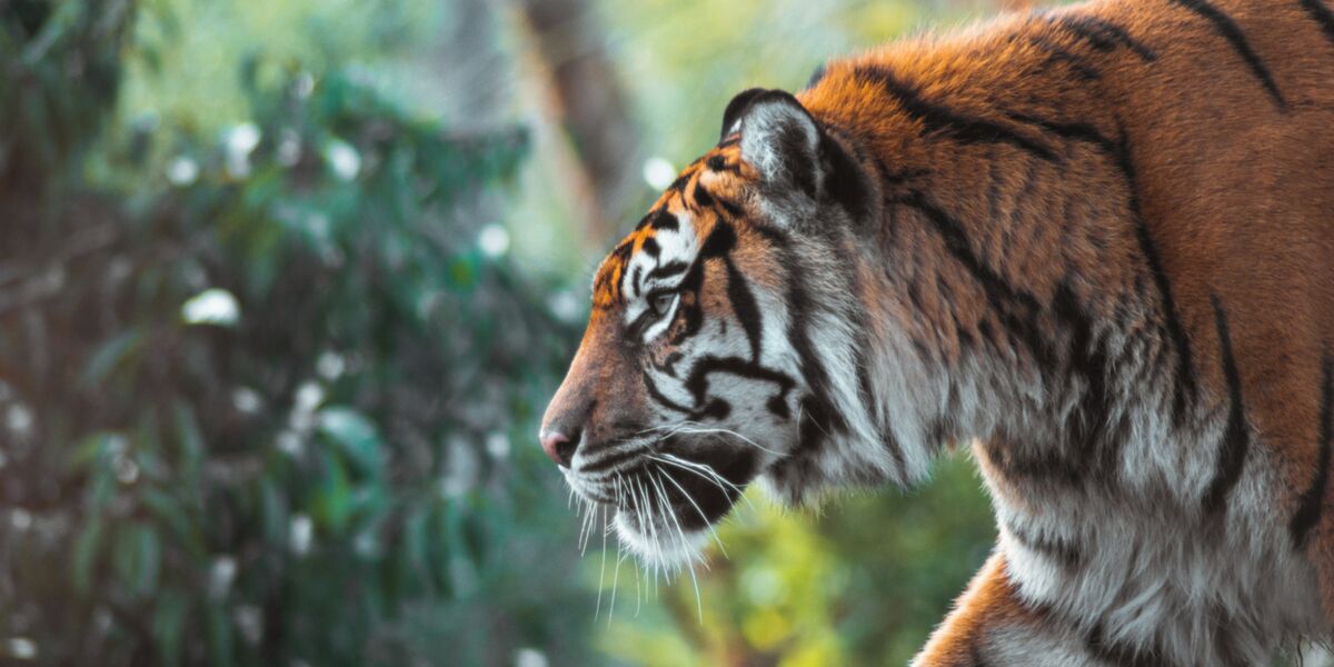 Spring Festival in Yunnan – Year of the Tiger