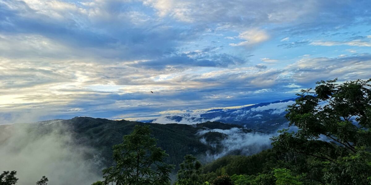 Announcing Yunnan's latest UNESCO site: The ancient tea forests of Jingmai Mountain