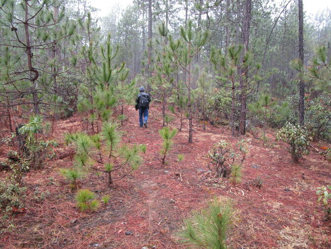 Forest walk to Pusa Mountain ridge