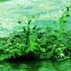 Dianchi Lake slimed by blue-green algae