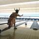 Kunming bowling league looking for bowlers