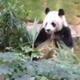 Gentle giants arrive in Kunming