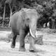 Elephant recovers from heroin addiction