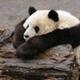 Relocated pandas suffering from post-earthquake stress