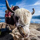 Kunming institute decodes yak DNA