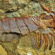 500 million-year-old evolutionary link found in Yunnan