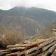 Wenshan officials accused of running illegal logging ring