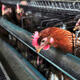 Official: Yunnan preparing for H7N9 bird flu