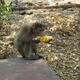 Monkeys menacing Qujing cornfields