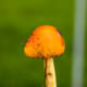 Snapshot: Wild mushroom season in Chuxiong