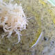 Recipe: Seaweed, ginseng and sage root soup
