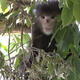 Conservationists save endangered snub-nosed monkey