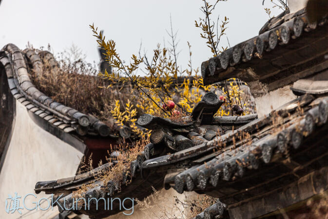 Plants sprouting from the roof of an old courtyard house