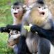 Yunnan snub-nosed monkeys bouncing back from the brink of extinction