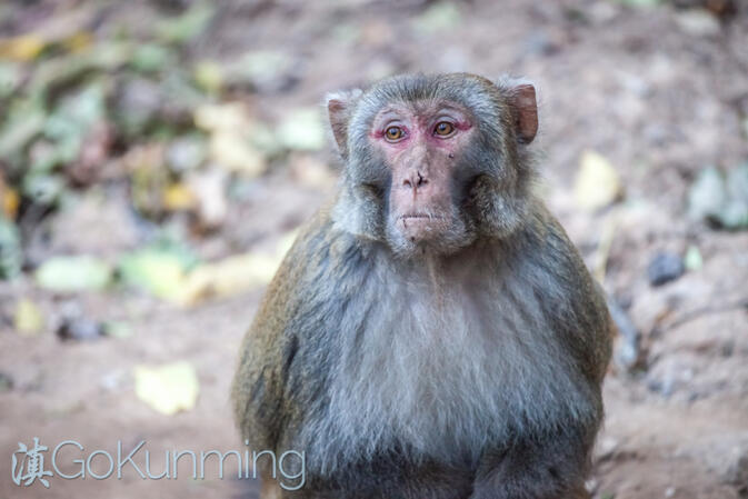 Even the monkeys appear to be contemplative at Baoxiang Temple
