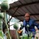 Elderly woman avoids punishment for rooftop poppy farm