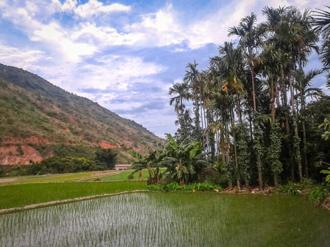 Rice paddies, palms, and mango trees in Damuyu Village