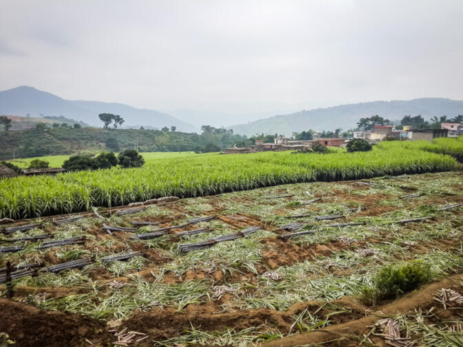 Much of the sugarcane sold in Kunming each winter comes from Xinping County