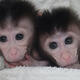 Genetically modified monkeys an MIT 'Breakthrough Technology'