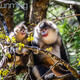 Face to face with Yunnan's snub-nosed monkeys