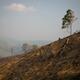 Burmese hardwoods logged to brink of extinction