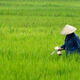 China forbids some rice imports from Vietnam