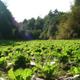 Organic food sprouting in Kunming