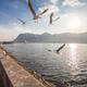 Gulls arrival in Kunming warrants special treatment