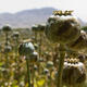 UN report: Golden Triangle opium trade still expanding