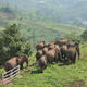 Elephant sightings in Pu'er could be a sign for optimism