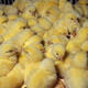 Woman dies of bird flu in Yunnan's Shangri-la