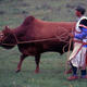 Bullfighting culture in rural China