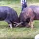 Snapshot: Bullfighting in Yunnan's Stone Forest