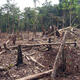 Kunming-based think tank fighting Myanmar forest loss