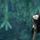 Chinese Panda conservation efforts aiding other species