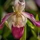Community outreach effort hopes to save rare Yunnan orchids
