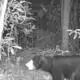 Video: First sun bear spotted in Yunnan in 45 years