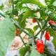 New Yunnan hybrid chili may be world's spiciest