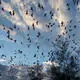 Scientists "99 percent" certain SARS originated in Yunnan bats