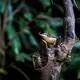 Developing a sustainable birdwatching industry in western Yunnan