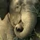 Protecting China's last elephant herd
