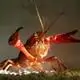 Crayfish invade Kunming